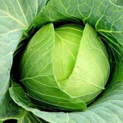 Bắp cải trắng