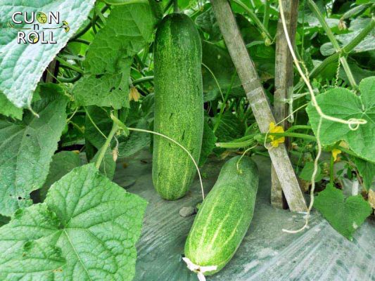 thuc-pham-vang-tang-suc-de-khang-covid-cuonnroll (1)